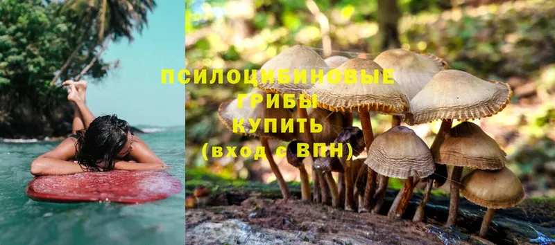 гидра tor  Котельниково  Псилоцибиновые грибы Psilocybe 